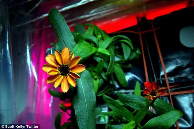 First Flower First Flower